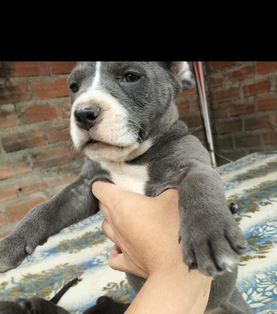 Pitbull Fusion