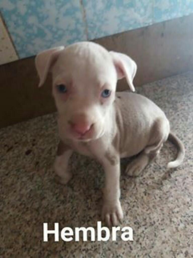 Pitbull Red Nose