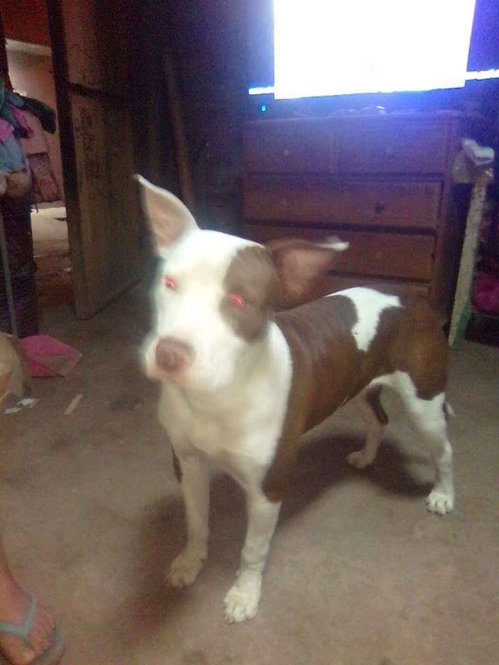 Pitbull red nose