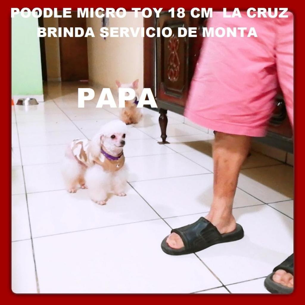 Poodle MicroToy 18 cm Busca Lindas Novias LINEA ARGENTINA