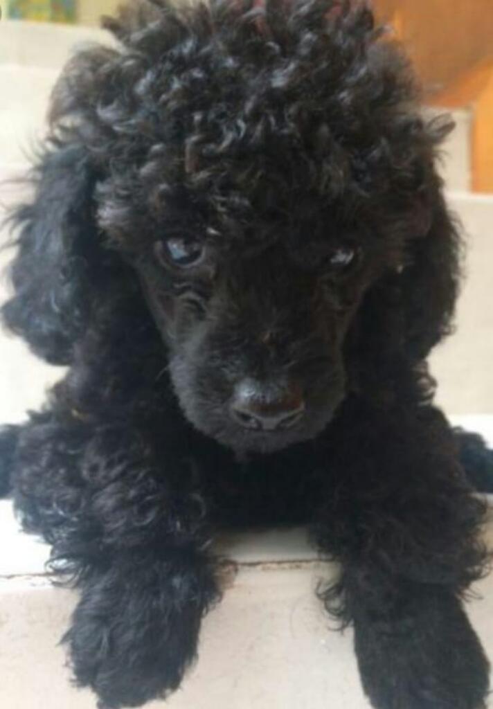 Poodle Negros Toy