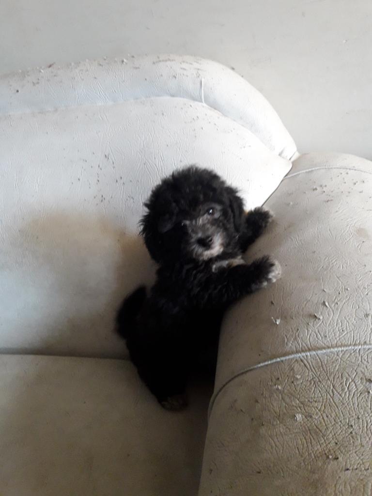 Poodle Zambito