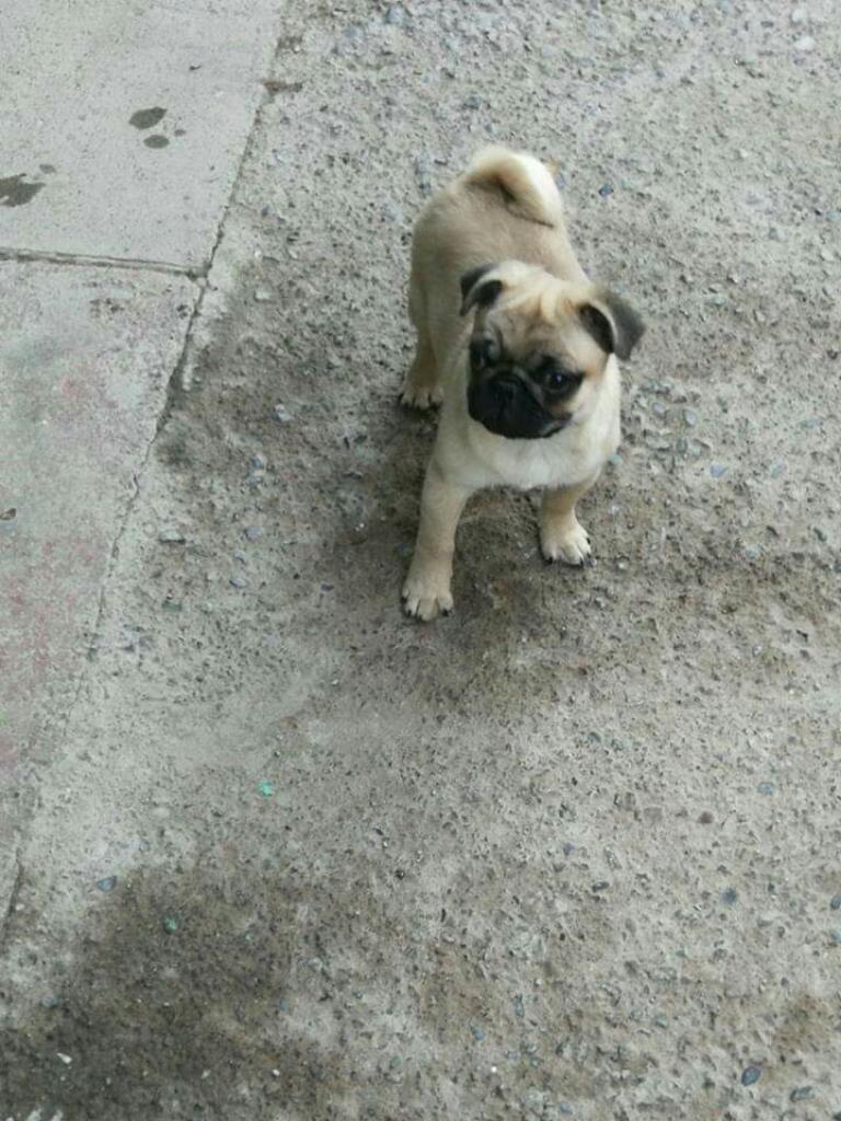 Pug Carlino