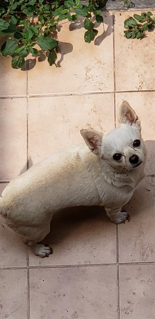Regalo Lindo Cachorro Chihuahua