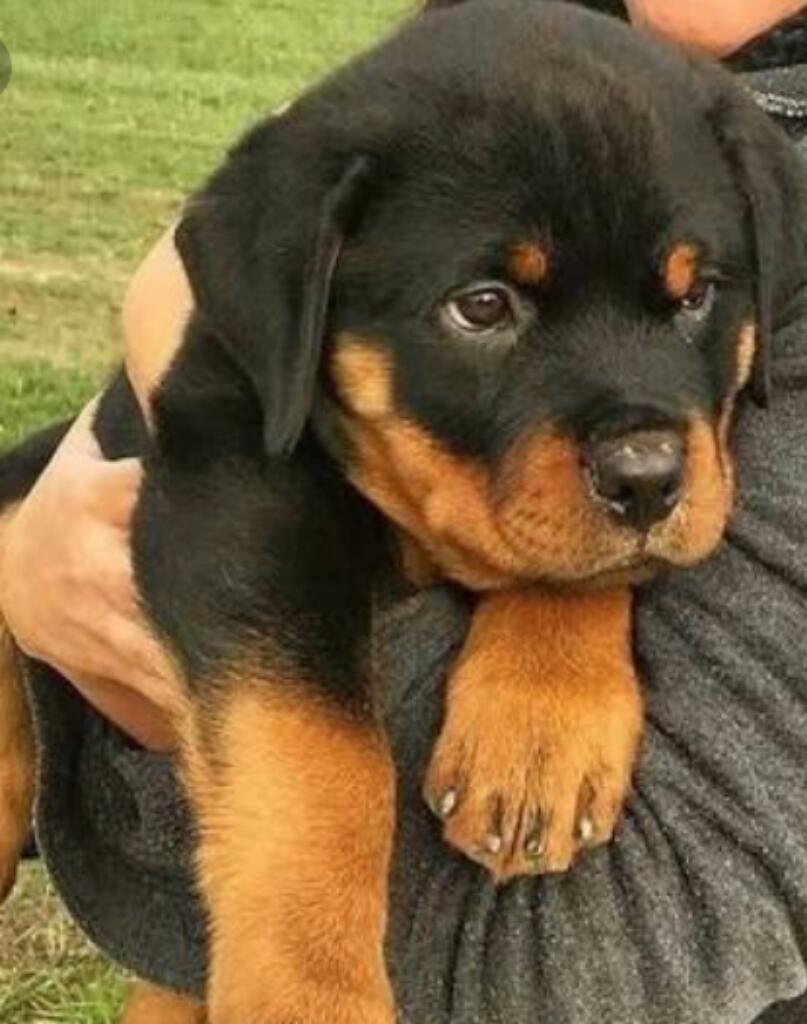 Rotweiller