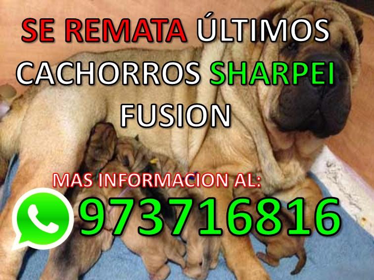 SE REMATA SHARPEI FUSION 