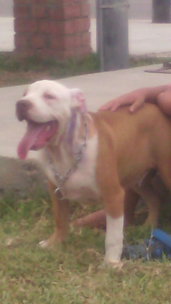 Se Vende Cachorro Pitbull