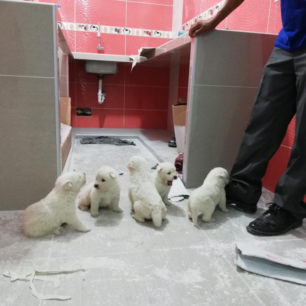 Se Venden Cachorros Samoyedos Tienen 1 M