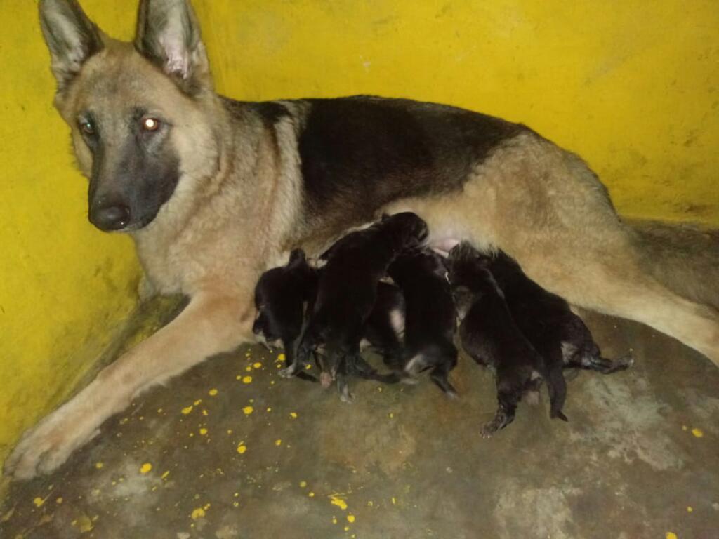 Vendo Cachoros Pastor Aleman