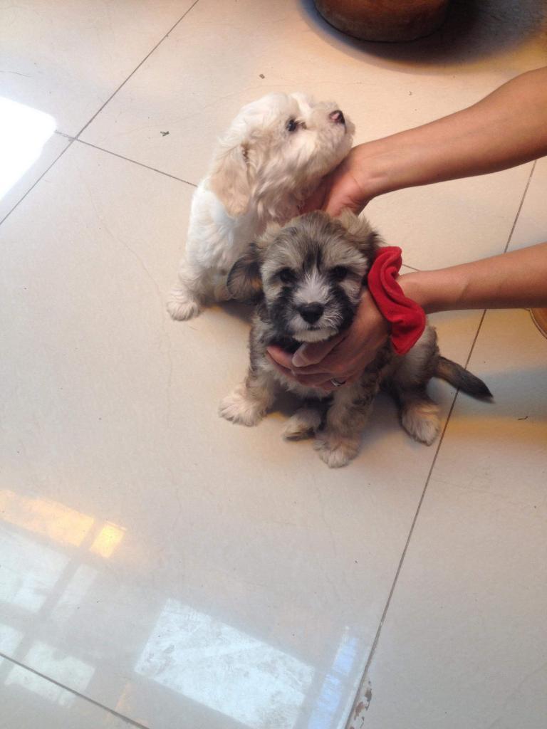 Vendo Cachorros