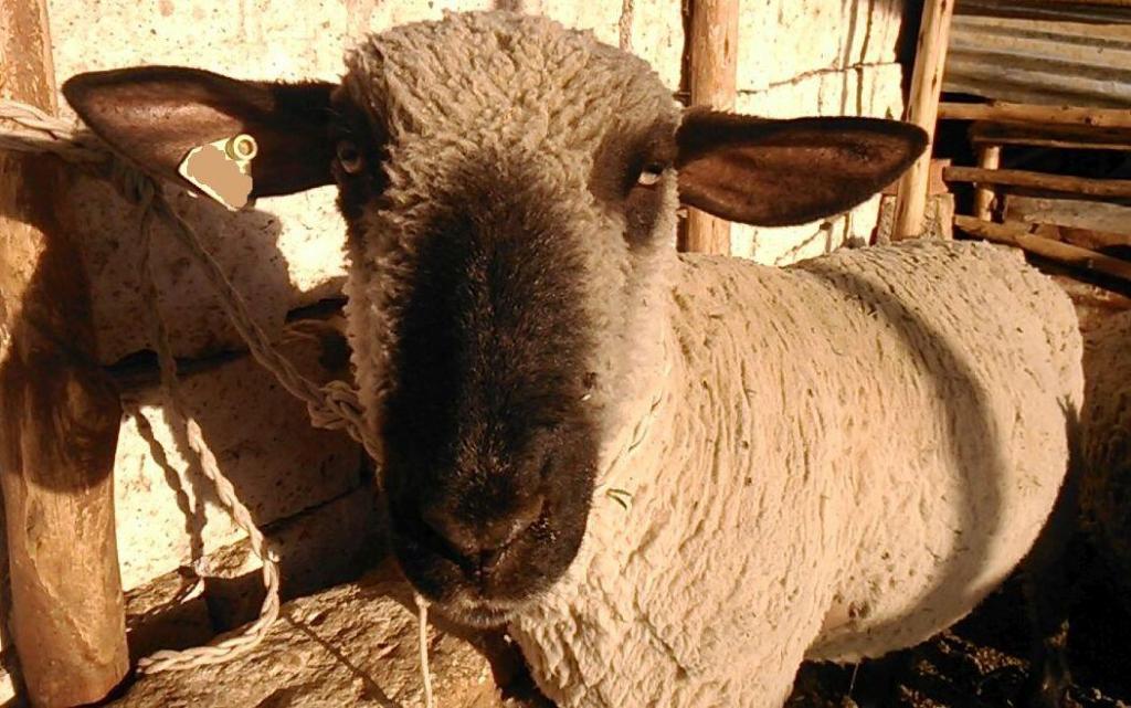 Vendo ovinos Hampshire Down