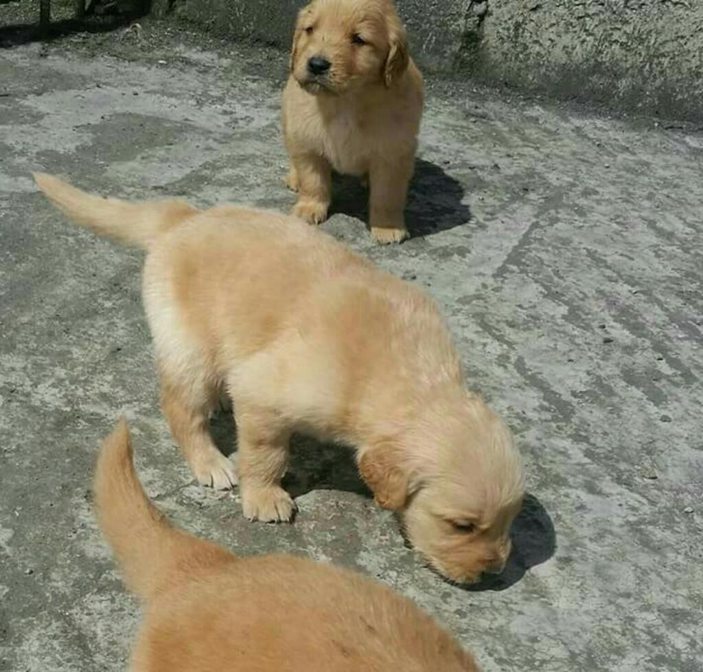 Venta de Cachorros Golden Retrievers