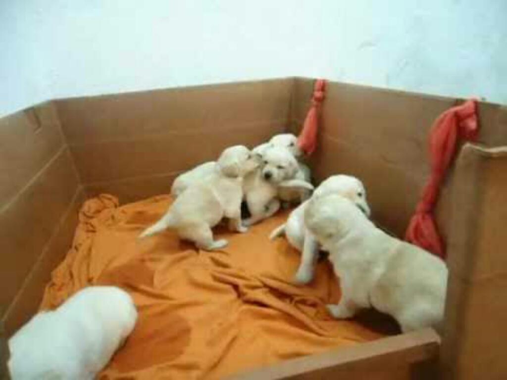 Venta de Cachorros Labradores