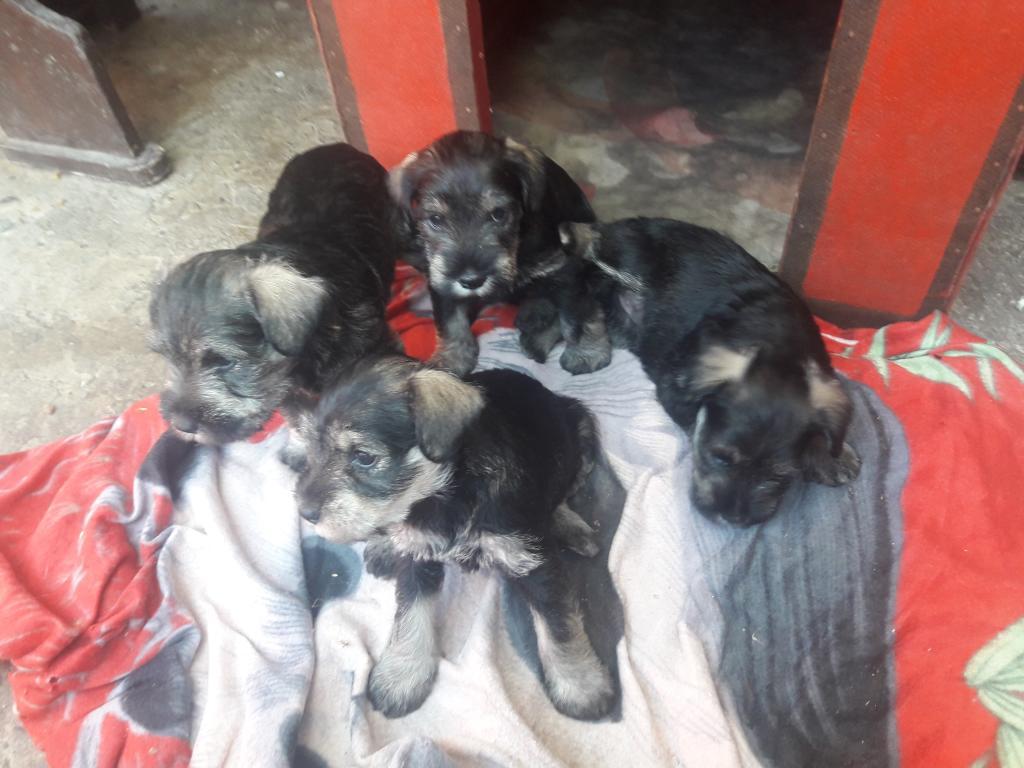 Venta de Cachorros Schnauzer Toy