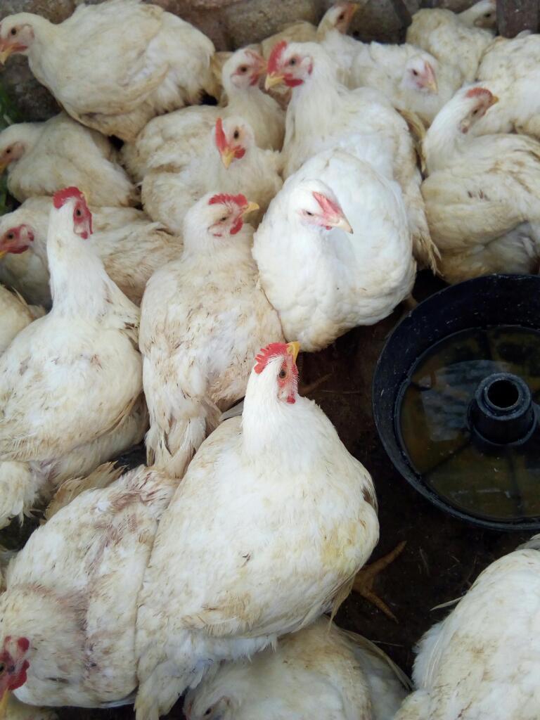 Venta de Pollo en Pimentel