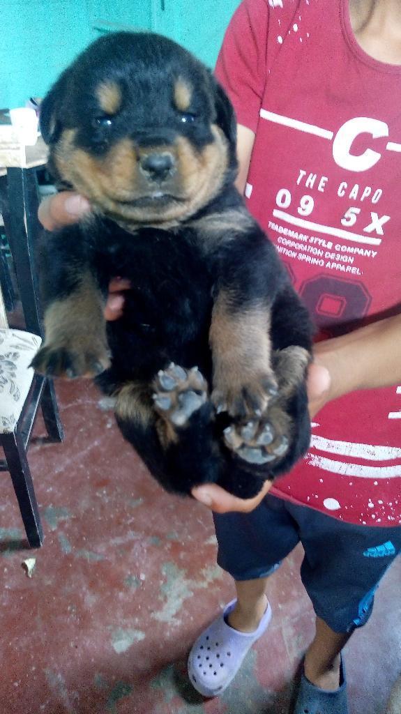 Venta de Rottwailler