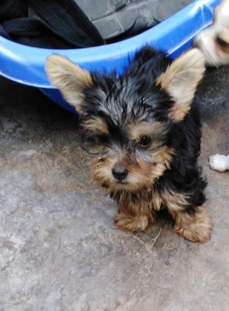 Yorkshire Terrier