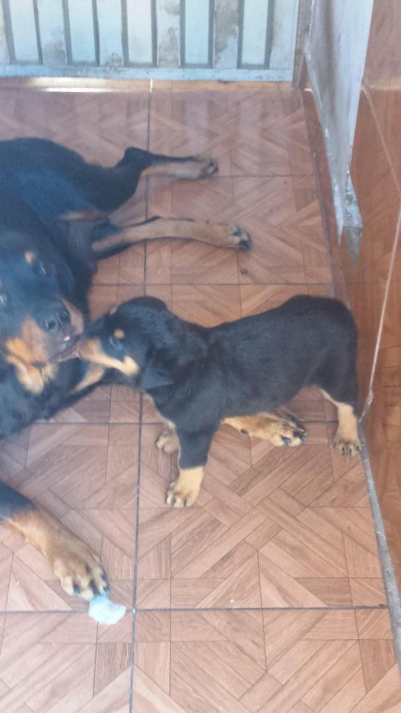 cachorro rottweiler hembra