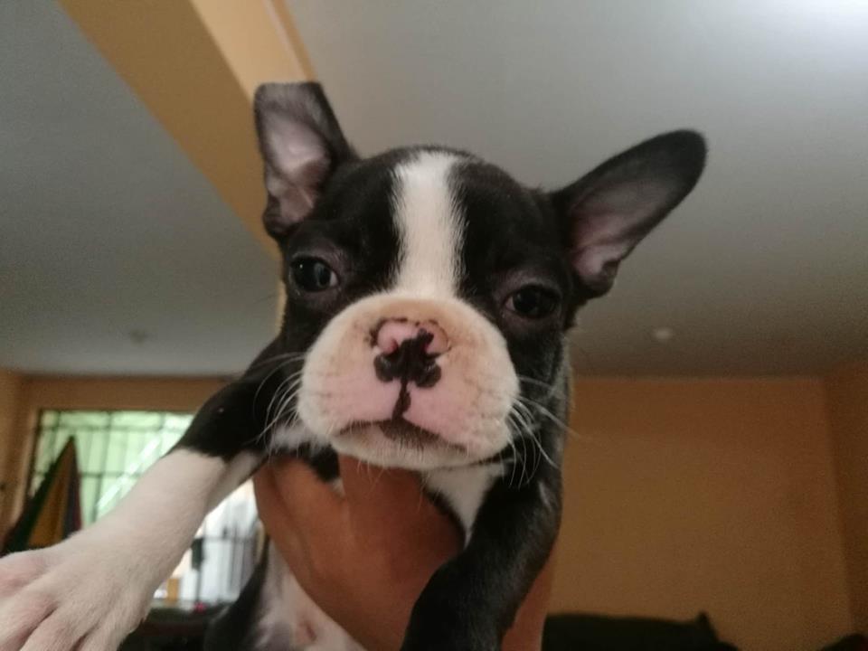 hermoso cachorro boston terrier de 2 meses de muy buena