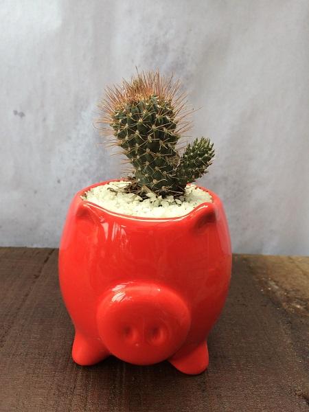 Cactus Cylindropuntia en Maceta de un Chanchito Cochino