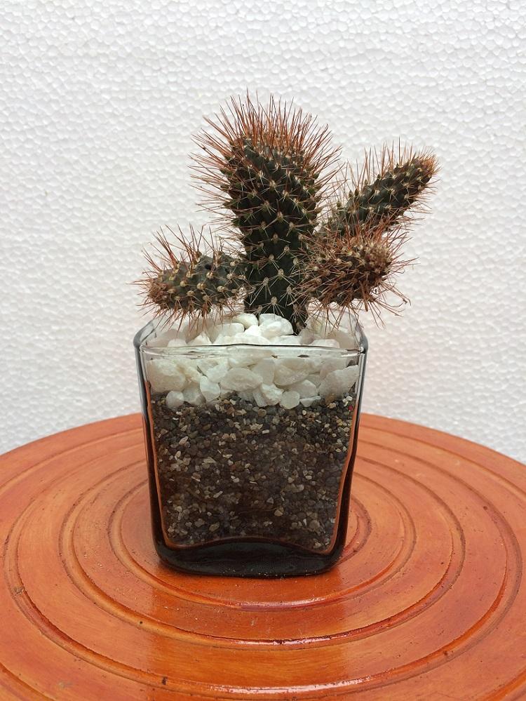 Cactus Decoracion de Mesa