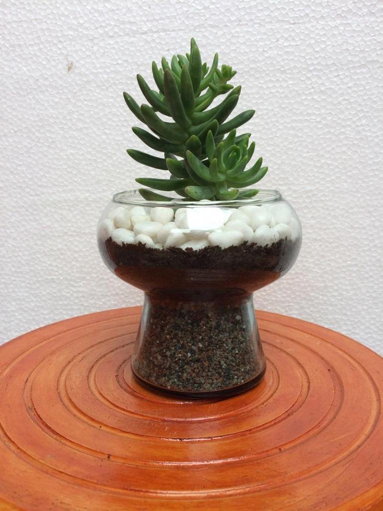 Cactus suculenta decoración de mesa, Delivery