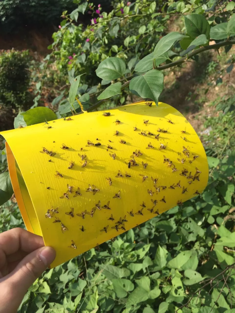 Trampas adhesivas para captura de mosca de la fruta