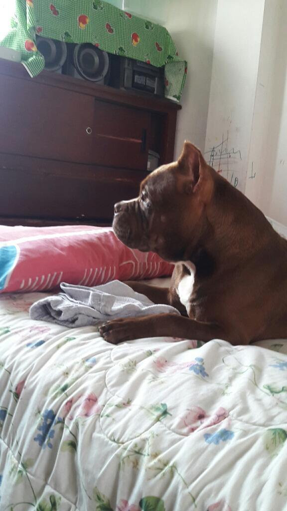 America Bully Henbra en Venta 