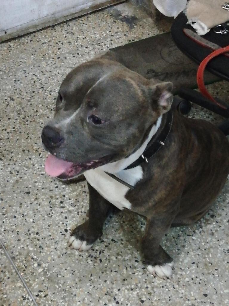 American bully