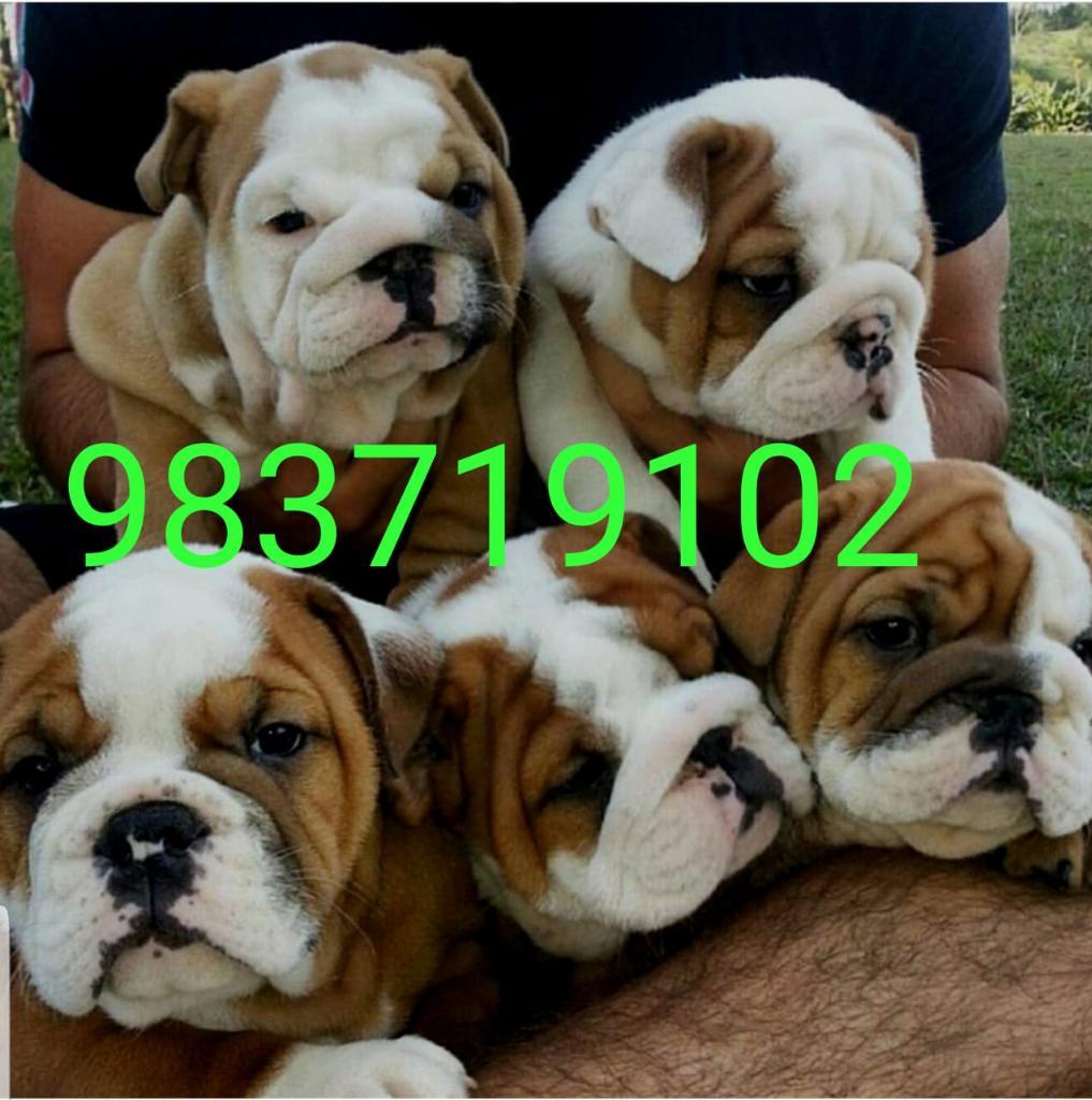 Bulldog Ingles Chipeads Kcpapel