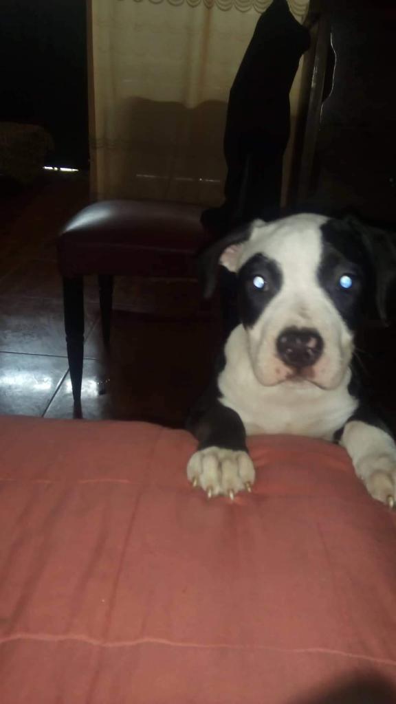 Cachorra American Bully Red Nose
