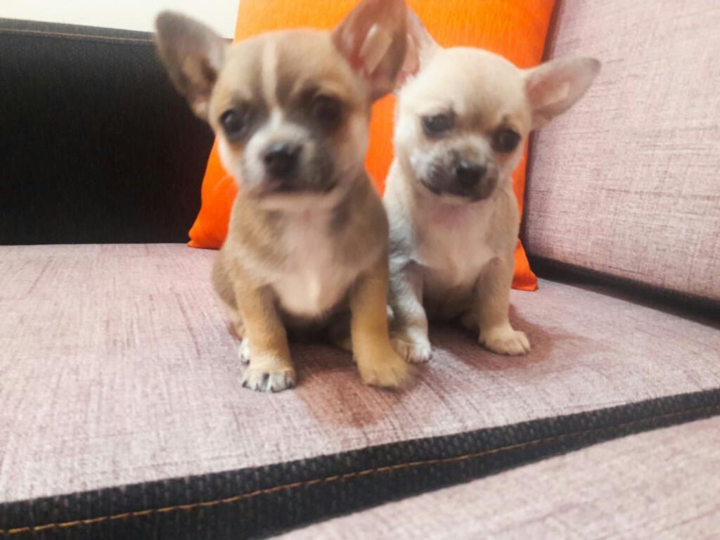 Cachorros Chihuahuas con Pedigree
