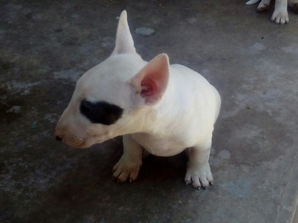 Hermosos Bull Terrier