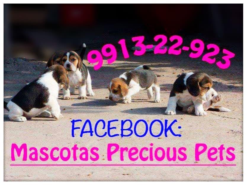 ★Juguetones Cachorros Beagles Tricolores 13 Pulgadas★