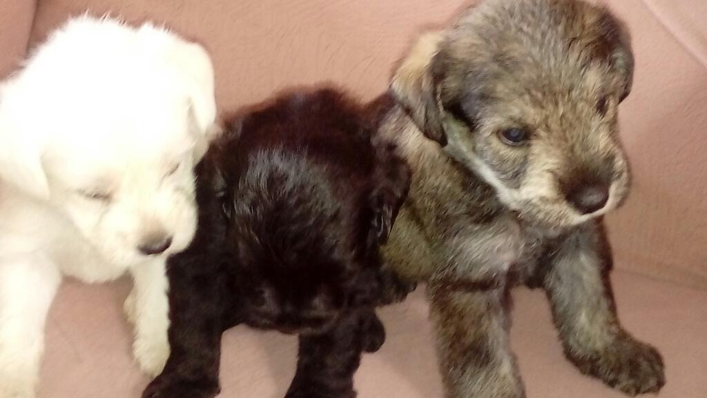 Lindos Cachorros Schnauzer