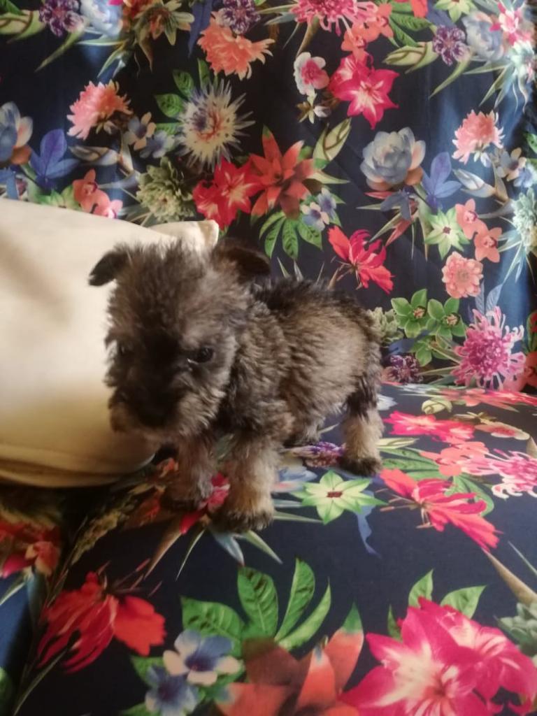 Perritos Schnauzer