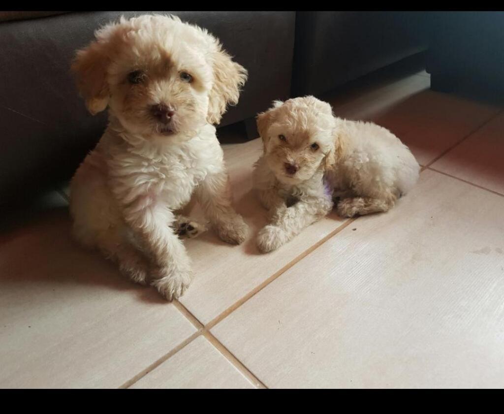 Poodle Cachorros