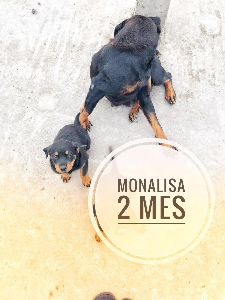 Rottwailer hembra 2 mes