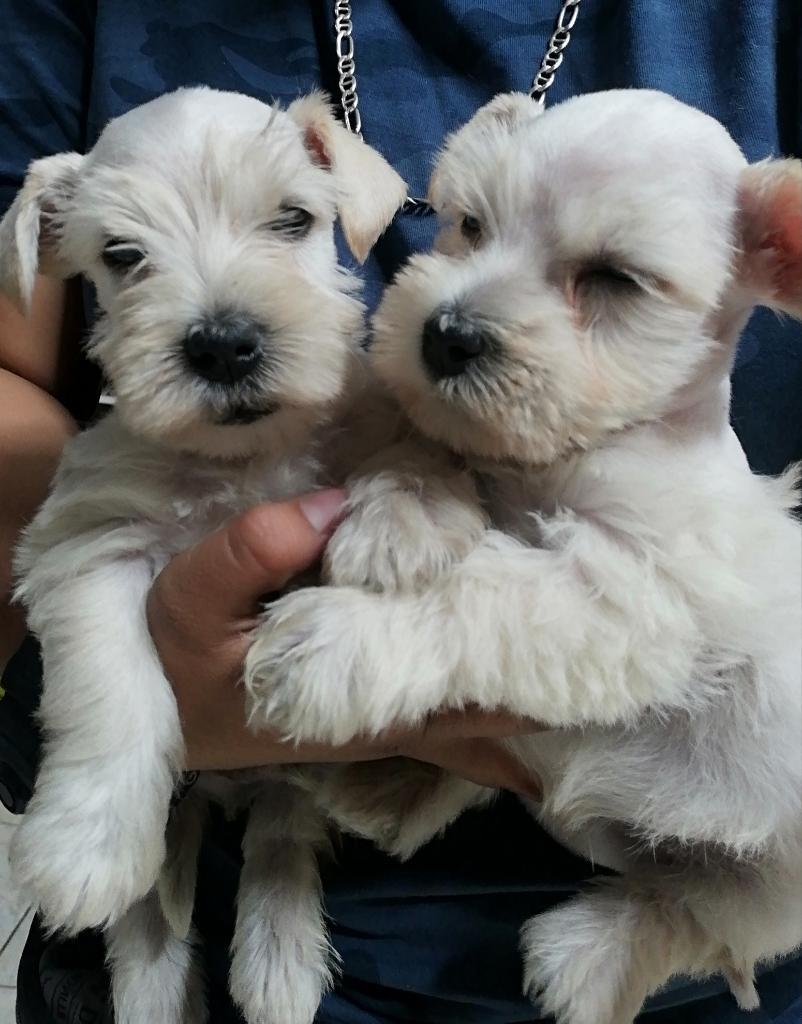 Schnauzer Blanquito Macho 350