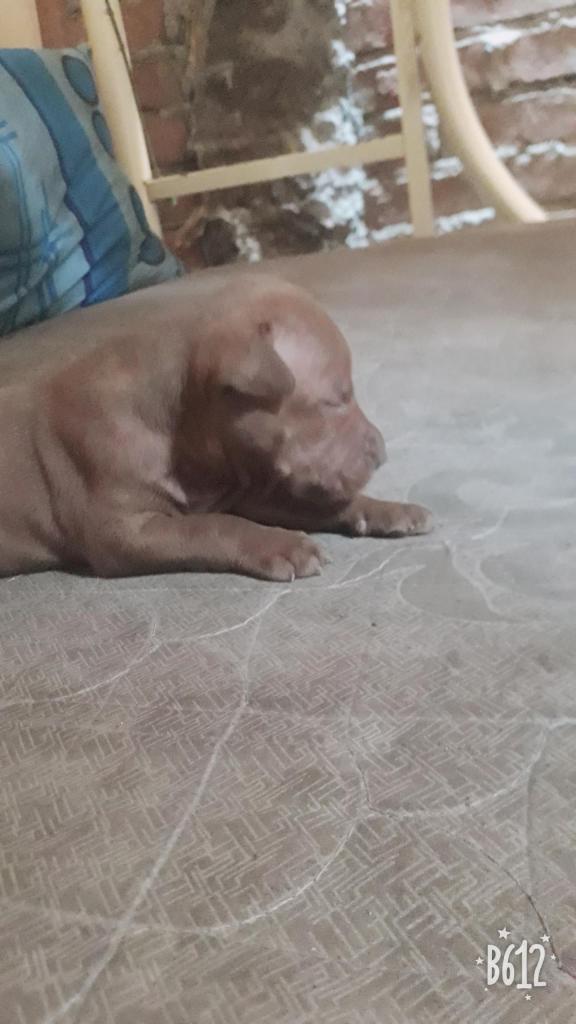 Se vende perros pitbull hembras y machos