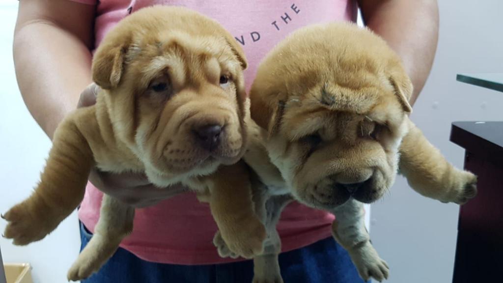 Sharpei Colores Disponibles