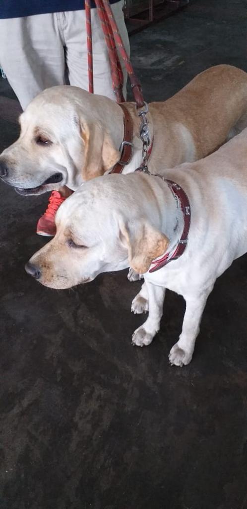 Vendo Cachorros Labrador Macho Y Hembra