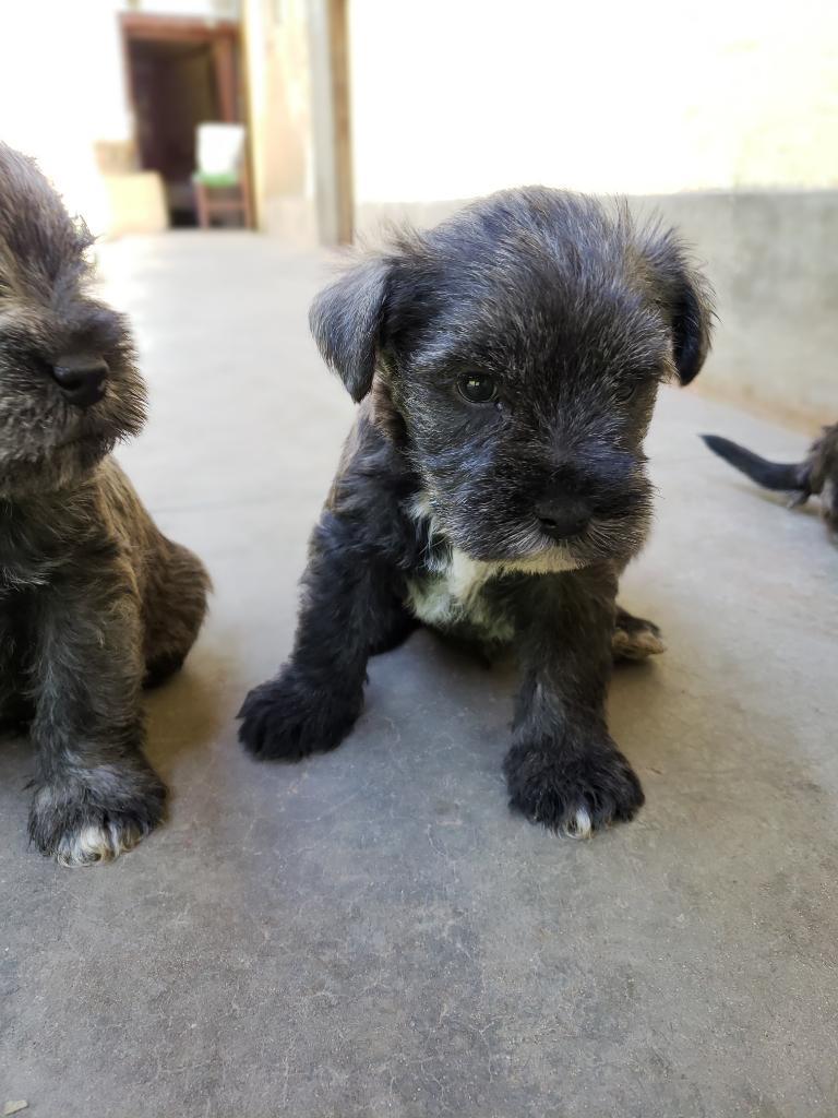 Vendo Cachorros Schnauzer