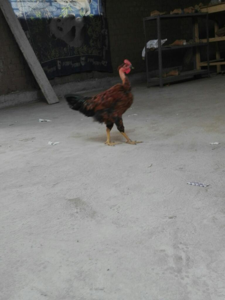 Vendo Gallo 