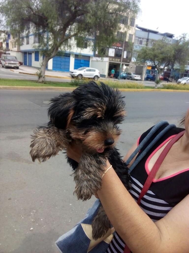 en Venta Yorky Terrier