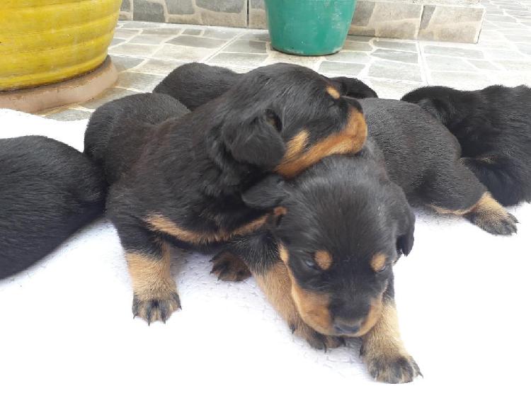 Cachorro Rottweiler