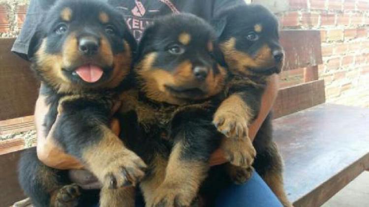 Rottweiler Cachorro