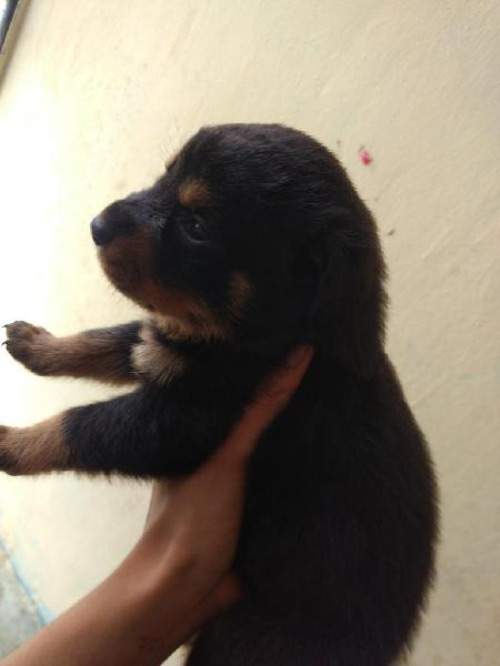 Vendo Perros Rottweiler