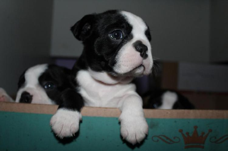 Cachorro Boston Terrier