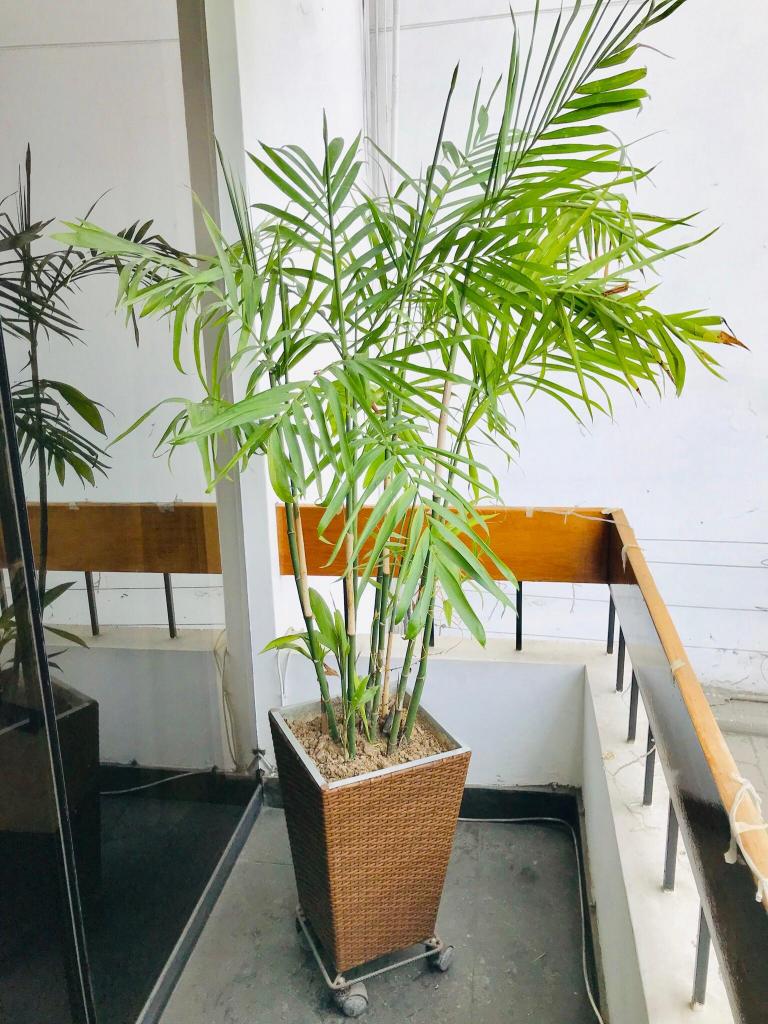Palmera Bambu